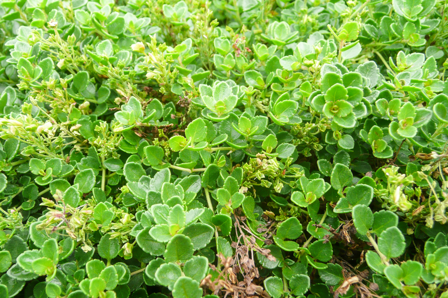 Crystal River Veronica